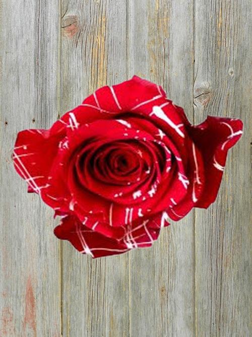 CANDY CANE  TINTED ROSE